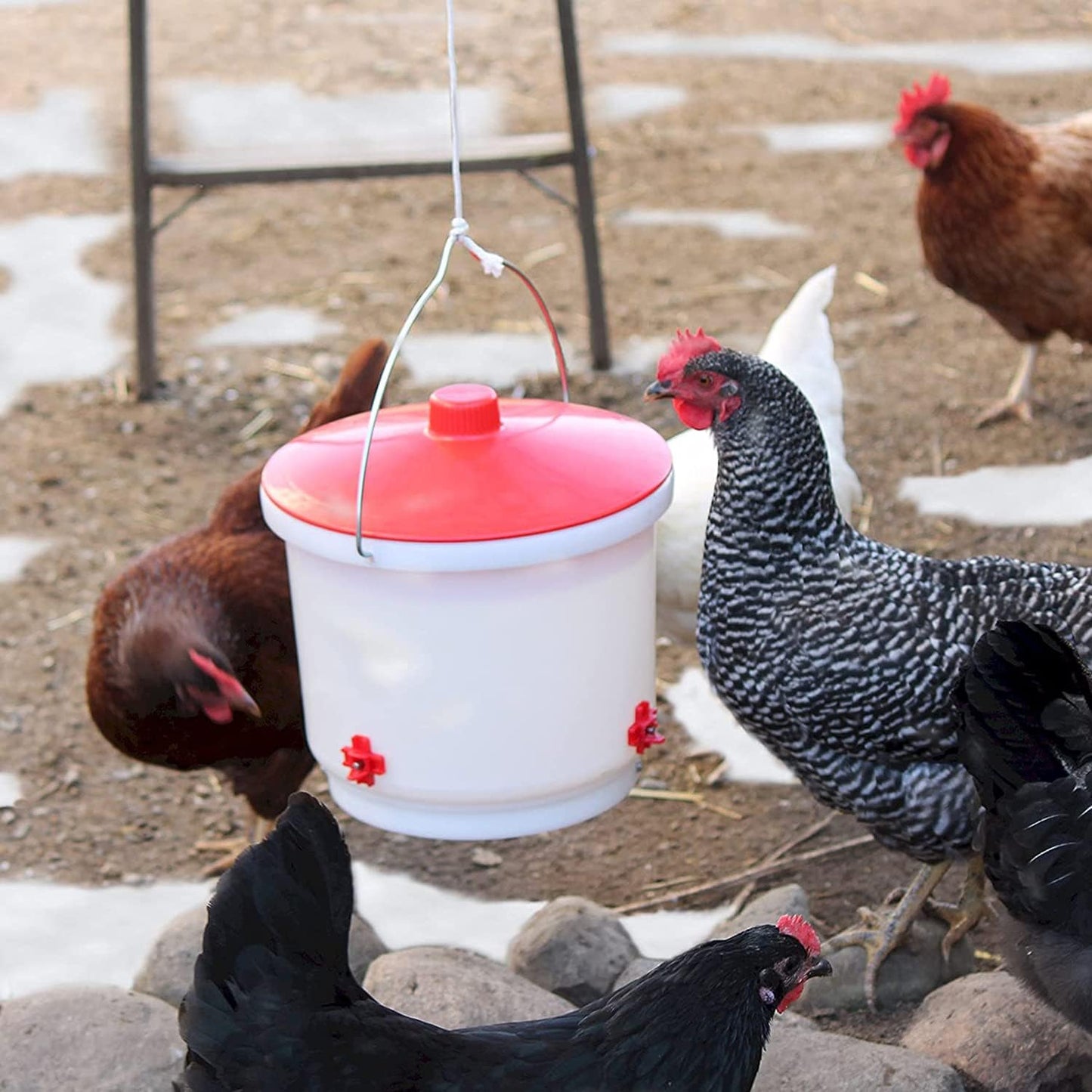 Farm Innovators Heated Chicken Waterer, Poultry Drinker Bucket, 2 Gallon