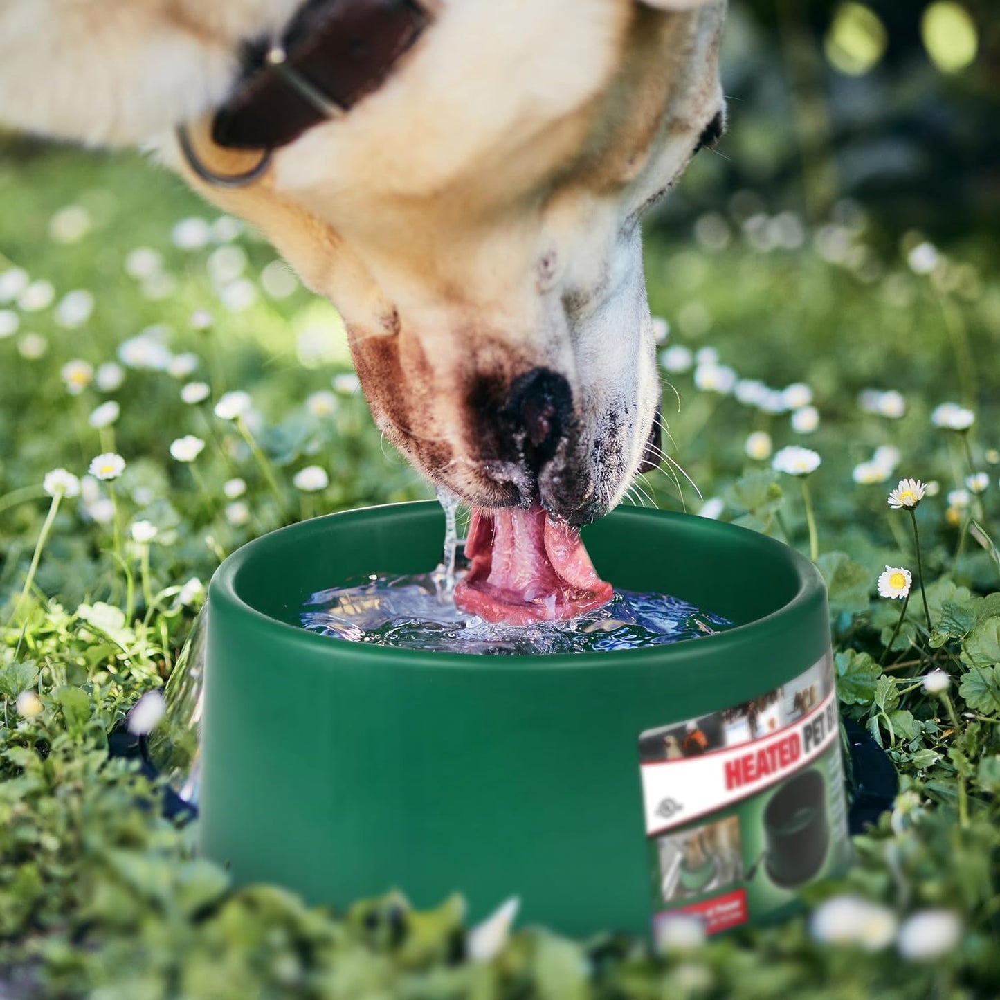 Farm Innovators 1.5 Gallon 60 Watt Electric Powered Heated Pet Water Bowl with Thermostatic Control and Anti Chew Cord, Green